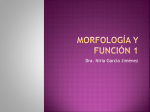 Morfología y función 1