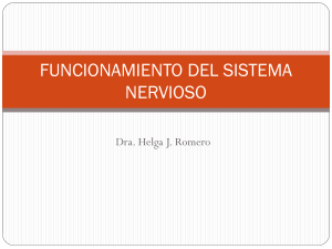 Neuropsicologia Clase 03 Funcionamiento del
