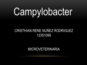 micro campylobacter