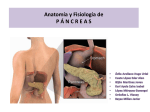 anatomía y fisiología de páncreas