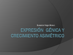 Expresión génica y crecimiento asimétrico