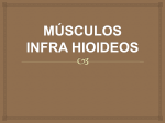 músculos infra hioideos
