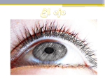 El ojo - Fisioterapia