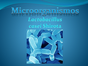 Microorganismos Lactobacillus casei Shirota