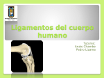 Ligamentos_del_cuerpo_humano