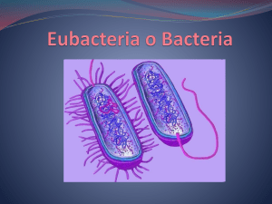 Eubacteria o Bacteria Caracteristicas Generales