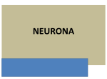 neurona diapositiva