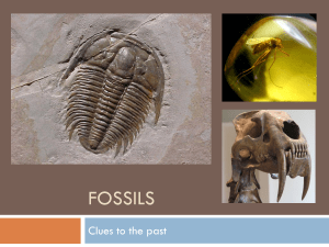 Fossils