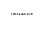 muscular system ii