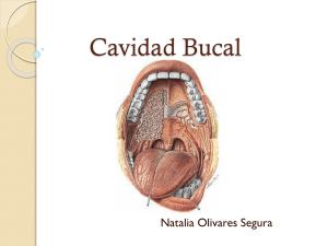 Cavidad Bucal