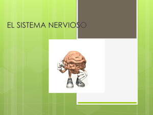el sistema nervioso - NEURONAS EN ACCIÓN