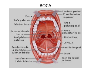 BOCA - ies emperador carlos