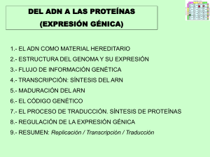 sintesis de proteinas-15