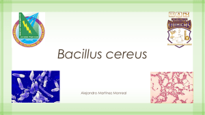 Bacillus cereus - FCQ