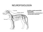 NEUROFISIOLOGÍA