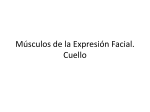 Músculos de la Expresión Facial. Cuello