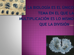 MITOSIS - Ms. Marcos` Biology Wiki