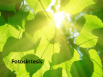 fotosíntesis - SC Monjas Inglesas