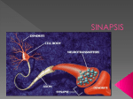 sinapsis - WordPress.com