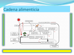 Cadena alimenticia - IHMC Public Cmaps (3)