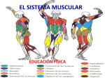 el sistema muscular