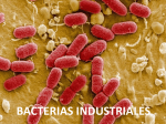 bacterias industriales