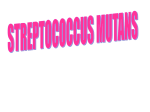 streptococcus mutans streptococcus
