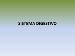 sistema digestivo - academium.csgabriel.edu.ec