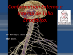 Conformación Externa e Interna de Tallo Encefálico.