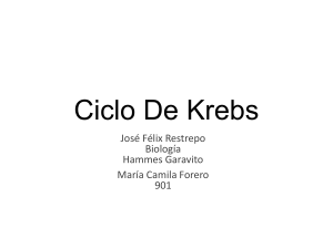 Ciclo De Krebs