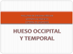 hueso occipital - From Girls to Doctors