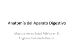 Anatomía del Aparato Digestivo