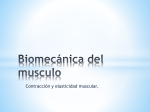 Biomecánica del musculo