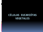 células eucariótas vegetales