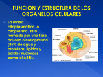 FUNCIÓN Y ESTRUCTURA DE LOS ORGANELOS CELULARES La