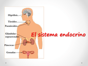 El sistema endocrino