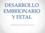 desarrollo embrionario y fetal