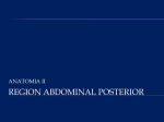 region abdominal posterior