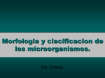 Morfologia y clacificacion de los microorganismos.