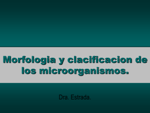 Morfologia y clacificacion de los microorganismos.