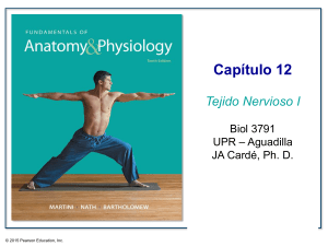 AP_Cap12_Nervioso_I 3