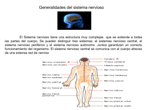 Generalidades del sistema nervioso