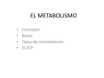 el metabolismo - Instituto Mar de Cortés