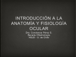 Introducción a la anatomía y fisiología ocular