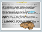 El cerebro - Meteorologia-Y