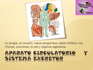 aparato circulatorio y sistema excretor