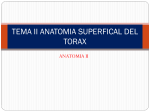 anatomia superfical del torax
