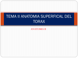 anatomia superfical del torax