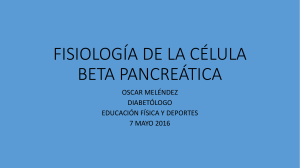 fisiologia de la celula beta pancreatica