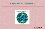paramyxoviridae